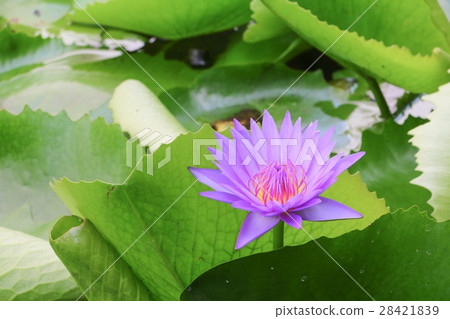 Lotus lilly purple on water beautiful 28421839