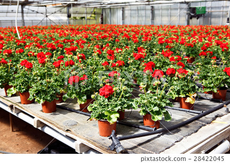 Cultivation of pink, purple, red geraniums flowers 28422045