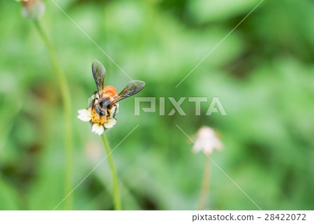 Bee on white flower collecting pollen suck nectar 28422072