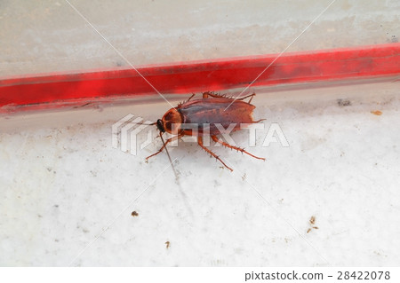 dead cockroach lean Top view 28422078