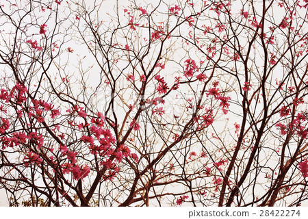 Pink trumpet tree Pink trumpet tree 28422274