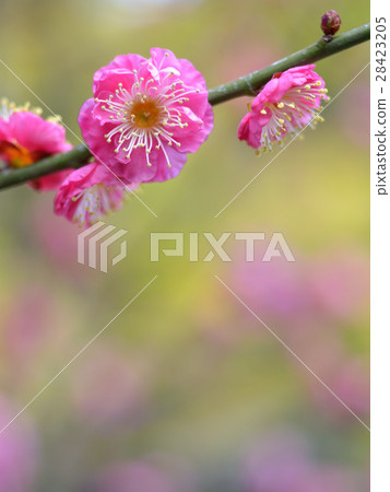 Plum blossom  28423205