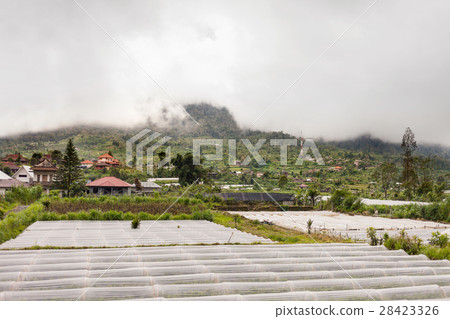 Strawberry fields, Bali, Indonesia. Strawberry fields, Bali, Indonesia. 28423326