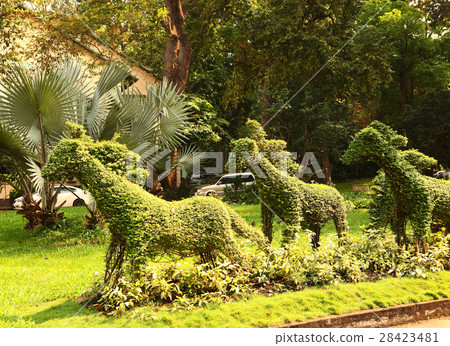 cut horse bushes in vietnam asian park cut horse bushes in vietnam asian park 28423481