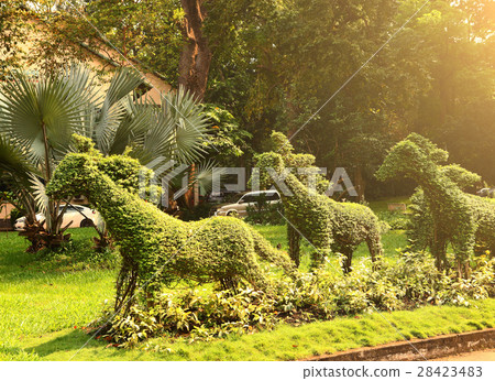 cut horse bushes in vietnam asian park cut horse bushes in vietnam asian park 28423483
