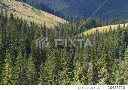 Spruce forest in the Ukrainian Carpathians Spruce forest in the Ukrainian Carpathians 28423710