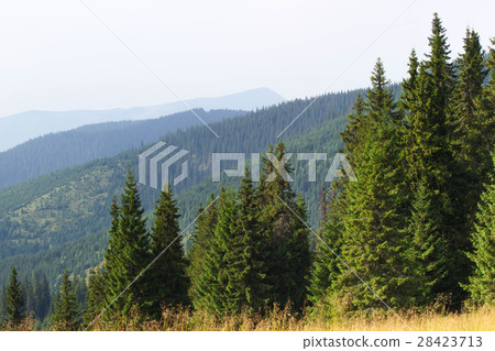 Spruce forest in the Ukrainian Carpathians 28423713