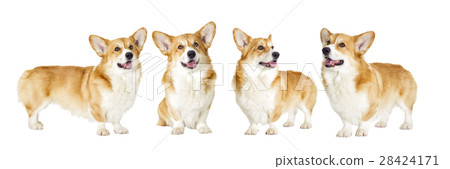 dog on a white background dog on a white background 28424171
