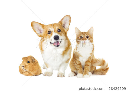 dog and cat looking dog and cat looking 28424209