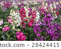 stock 28424415