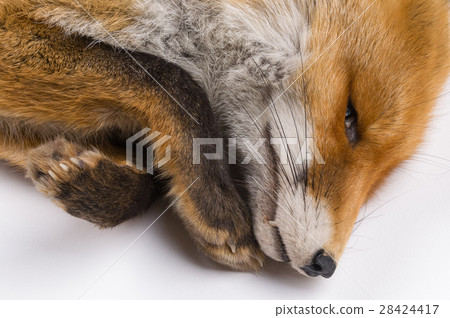 isolated background fox fur isolated background fox fur 28424417