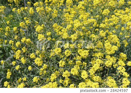 Yellow flowers  the bitter-cress ordinary   28424597
