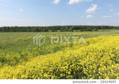 Yellow flowers the bitter-cress ordinary in field Yellow flowers the bitter-cress ordinary in field 28424605