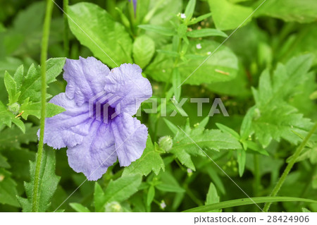 purple ruellias flower bloom on tree purple ruellias flower bloom on tree 28424906