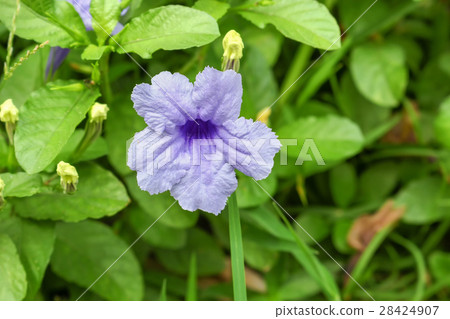 purple ruellias flower bloom on tree purple ruellias flower bloom on tree 28424907