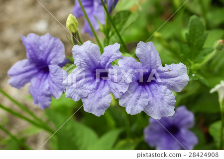 purple ruellias flower bloom on tree 28424908