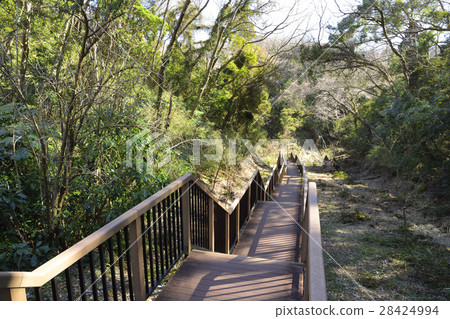 Forest of Small Retail of Miura Peninsula in winter Forest of Small Retail of Miura Peninsula in winter 28424994