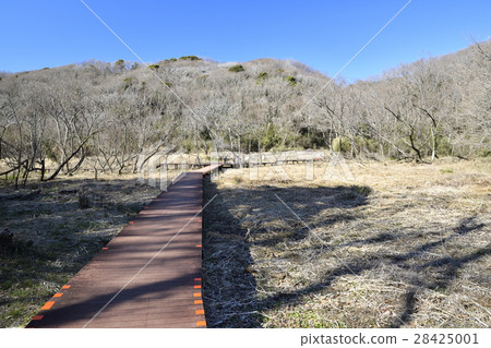 三浦半島小零售森林在冬天 28425001