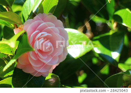 Camellia Otome Camellia Camellia Otome Camellia 28425043