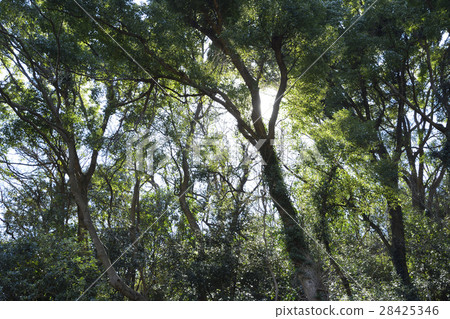 Miura Peninsula [Winter] Koamishiro Forest 28425346