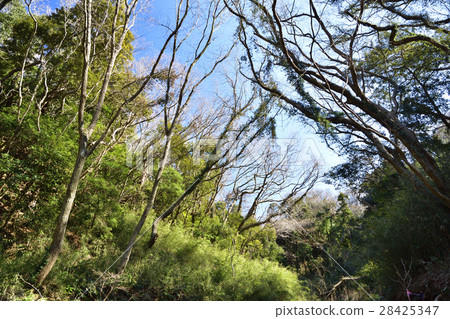 三浦半島[冬季]小四郎森林 28425347