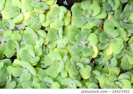 water lettuce used wastewater treatment water lettuce used wastewater treatment 28425402