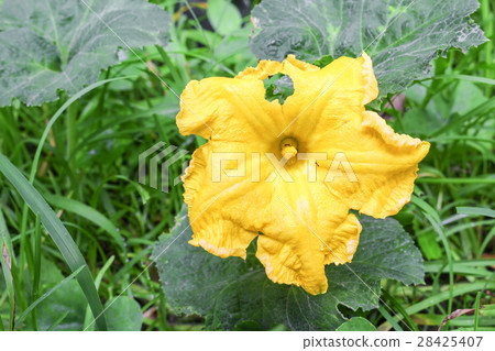 yellow Pumpkin flower in the garden 28425407