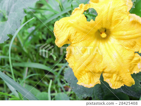 yellow Pumpkin flower in the garden 28425408