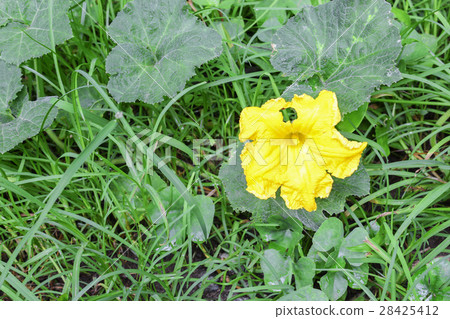yellow Pumpkin flower in the garden 28425412