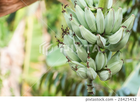 Banana in nature on tree Banana in nature on tree 28425432