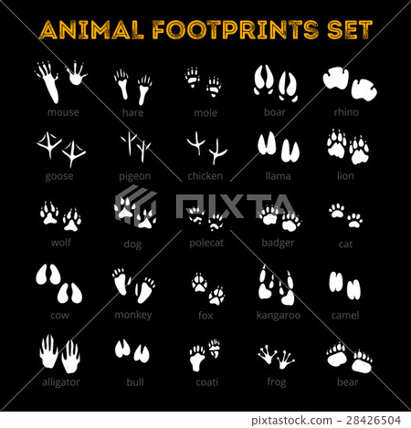 Animal Track Black Background 28426504