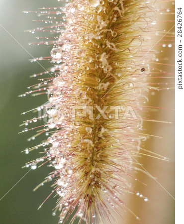 Water drops on foxtail 28426764