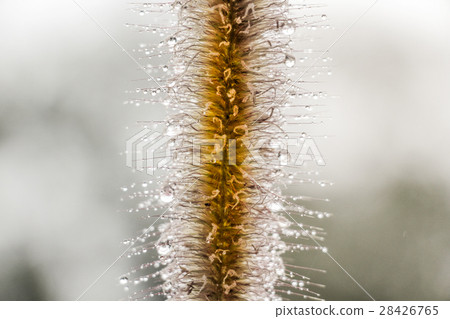 狗尾草上的水珠 28426765