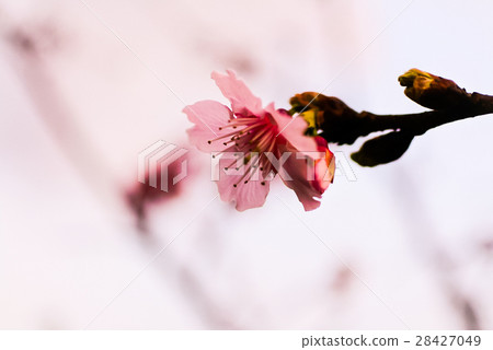 寒櫻 櫻花 櫻 綻放 粉色 冬天 28427049