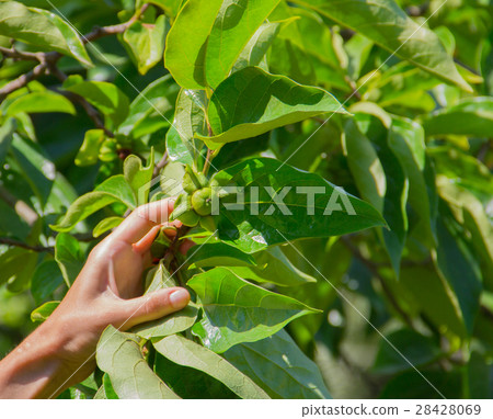 branch of green persimmons on the tree branch of green persimmons on the tree 28428069