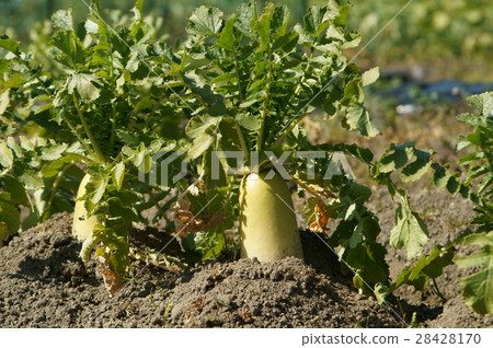 Aokubi radish Aokubi radish 28428170