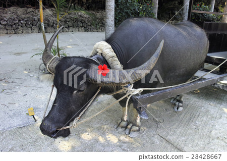 Water buffalo of Taketomijima buffalo car Water buffalo of Taketomijima buffalo car 28428667
