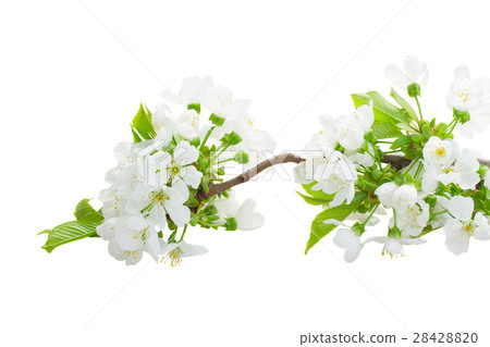 Apple tree blossom 28428820
