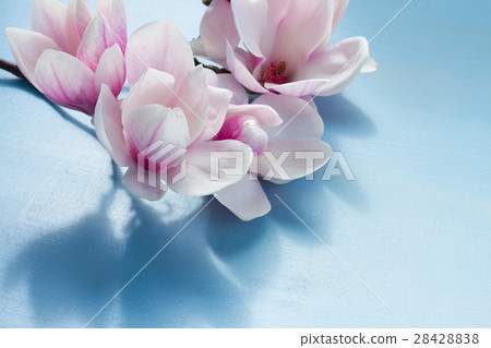 Magnolia pink flowers Magnolia pink flowers 28428838