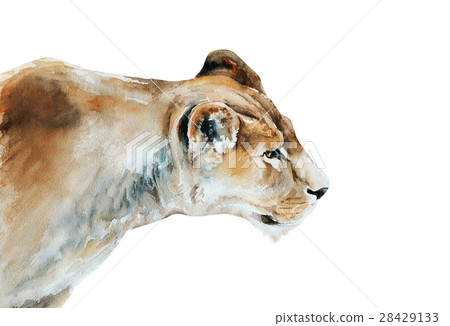 lioness watercolor painting 28429133