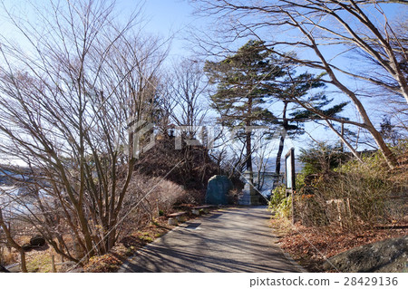 Dried tree under the blue sky at sunny day 28429136