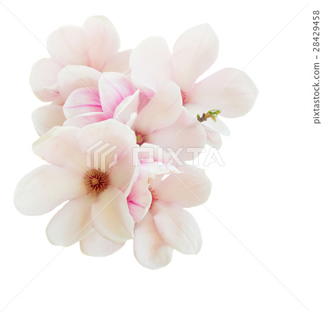 Magnolia pink flowers 28429458