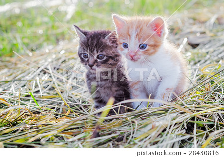 Red and gray kittens Red and gray kittens 28430816