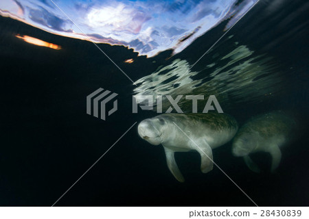 florida manatee close up portrait 28430839