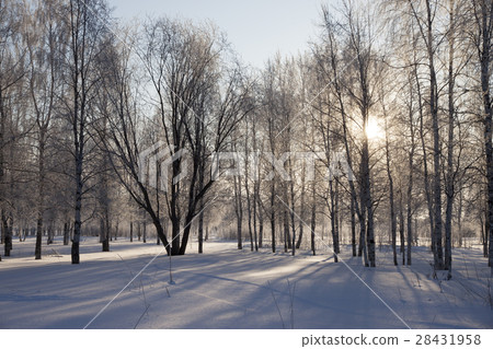 Winter landscape with the sun in the trees Winter landscape with the sun in the trees 28431958