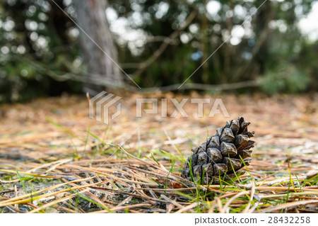 Pine cone on ground in winter 28432258