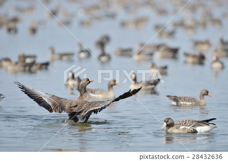 Wandering fluttering in the Miyajima swamp 28432636