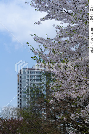 Season of cherry blossoms 28432853