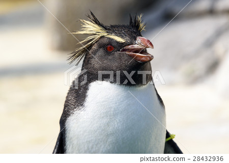 Iwatobi penguins Iwatobi penguins 28432936