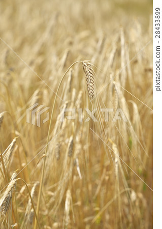 京都兩行大麥 28433899